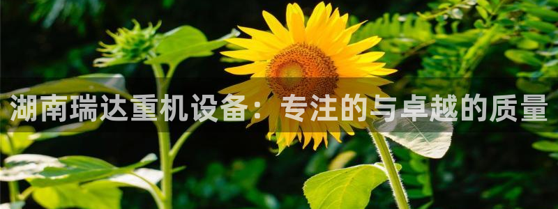 威九国际惠子